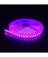 Pink 10W/m LED-strip - 5m, 120 LED pr. meter, 24V, IP65