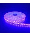 Lila 10W/m LED-strip - 5m, 120 LED pr. meter, 24V, IP65